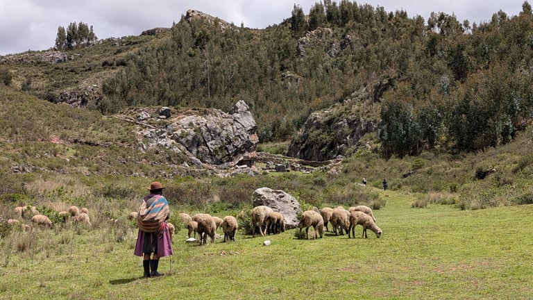 Person in traditional clothing herding sheep in a green mountain valley with forested hillsides